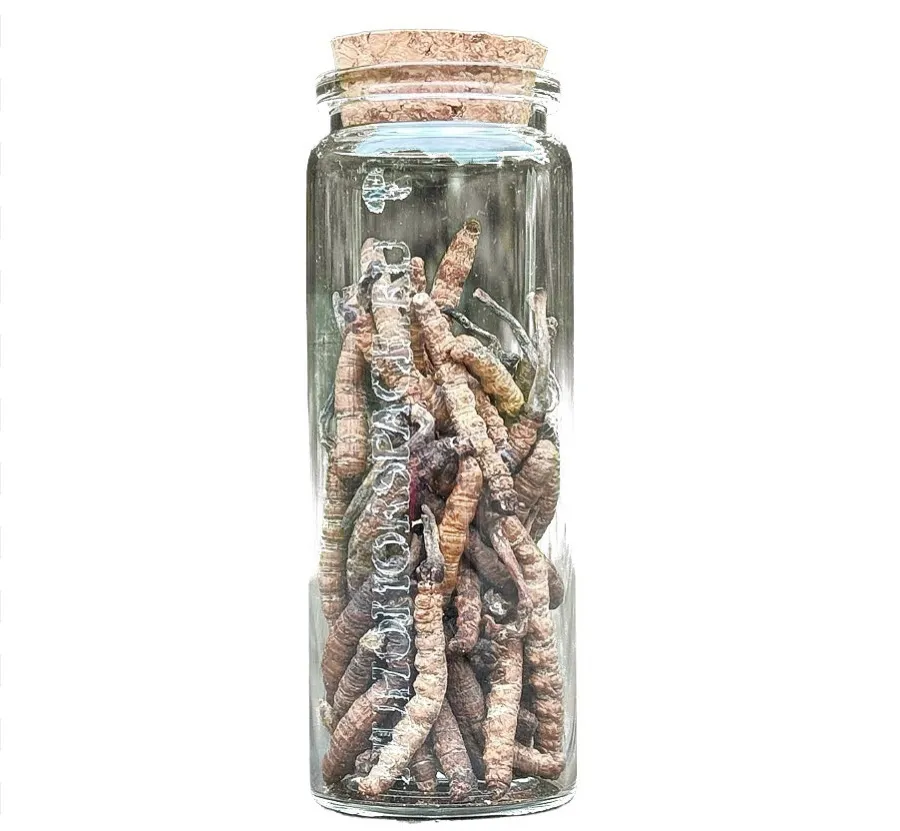 Кордицепс синенсис